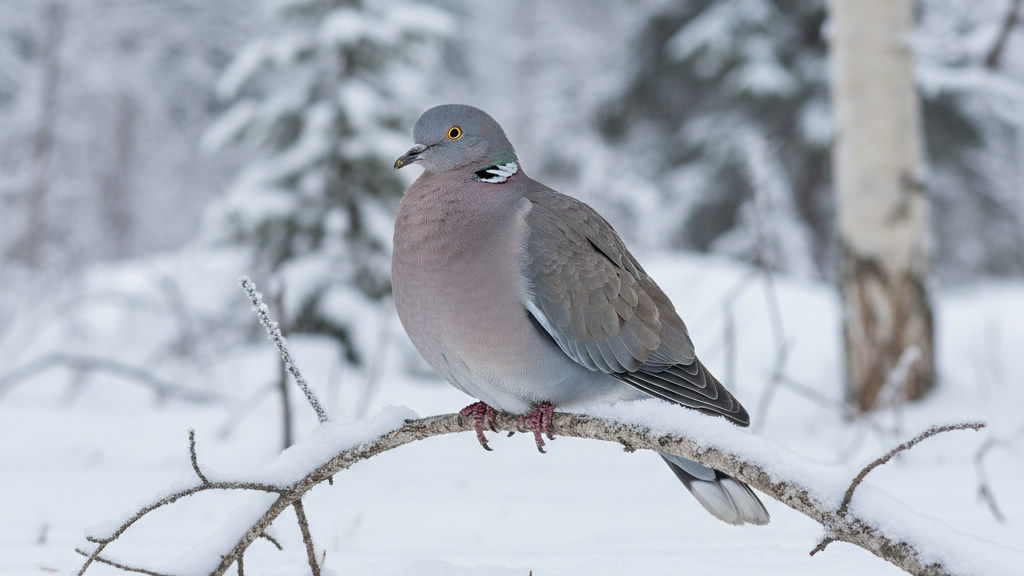 Skogsduva