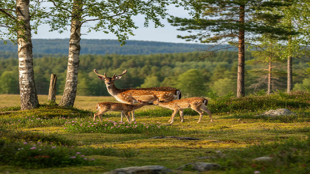Dovhjortens biologi fördjupning