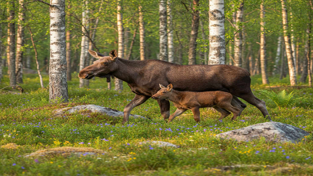 Älg