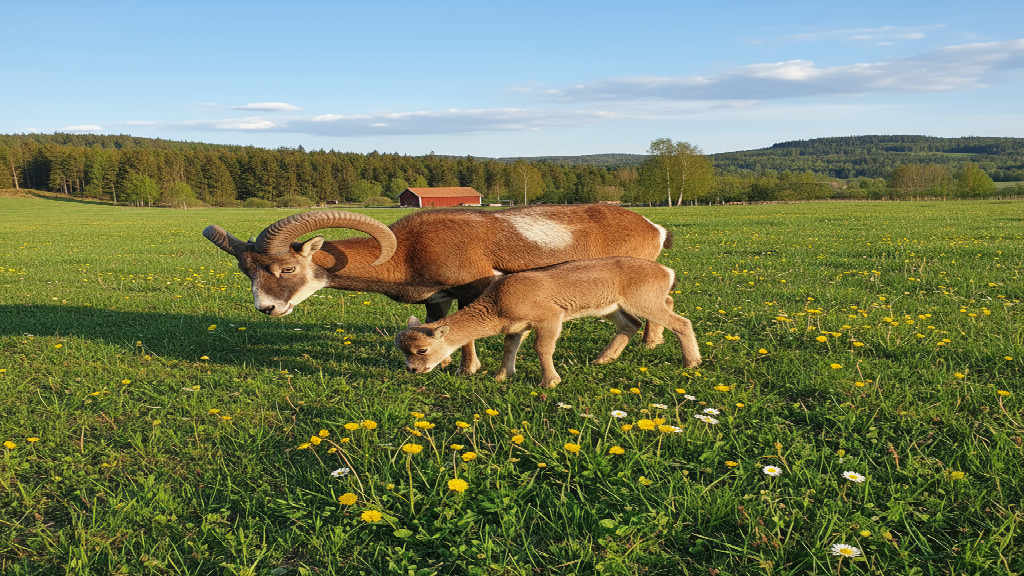 Mufflonfår