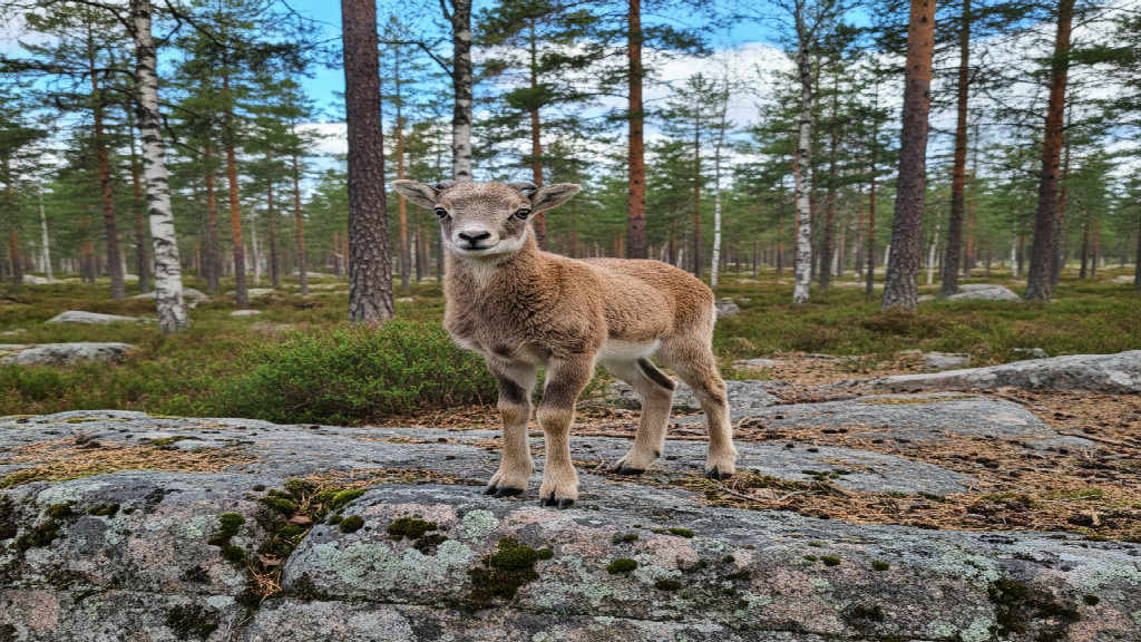 Mufflonfår