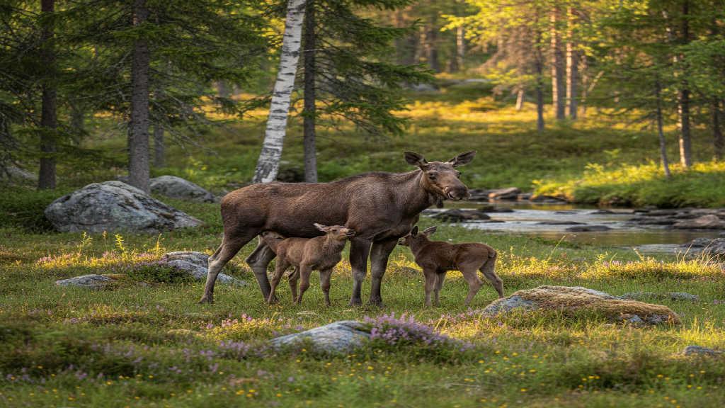 Älgens biologi fördjupning