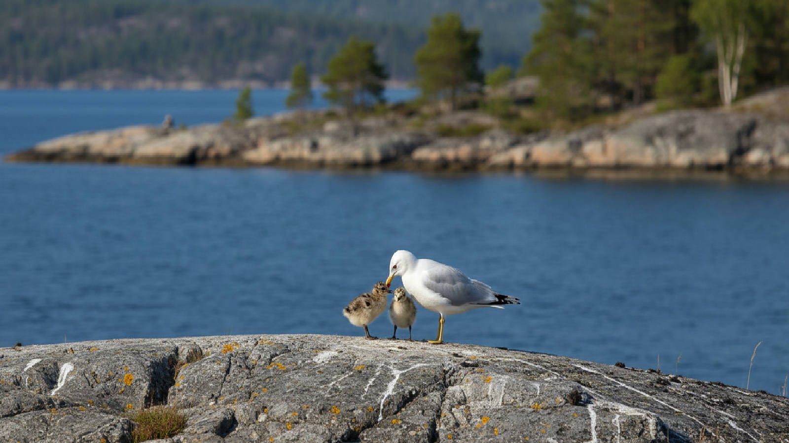 Fiskmås
