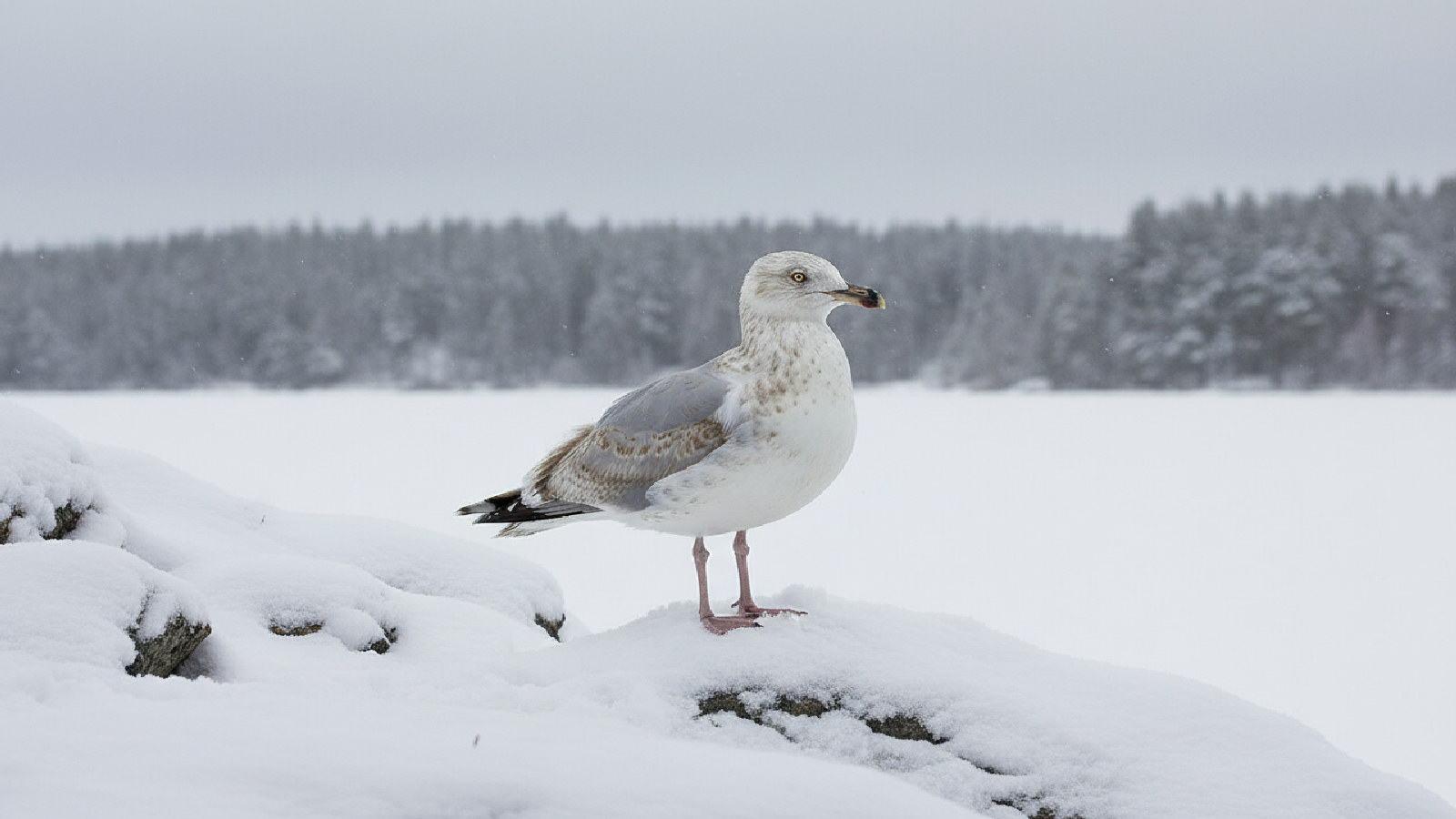 Gråtrut
