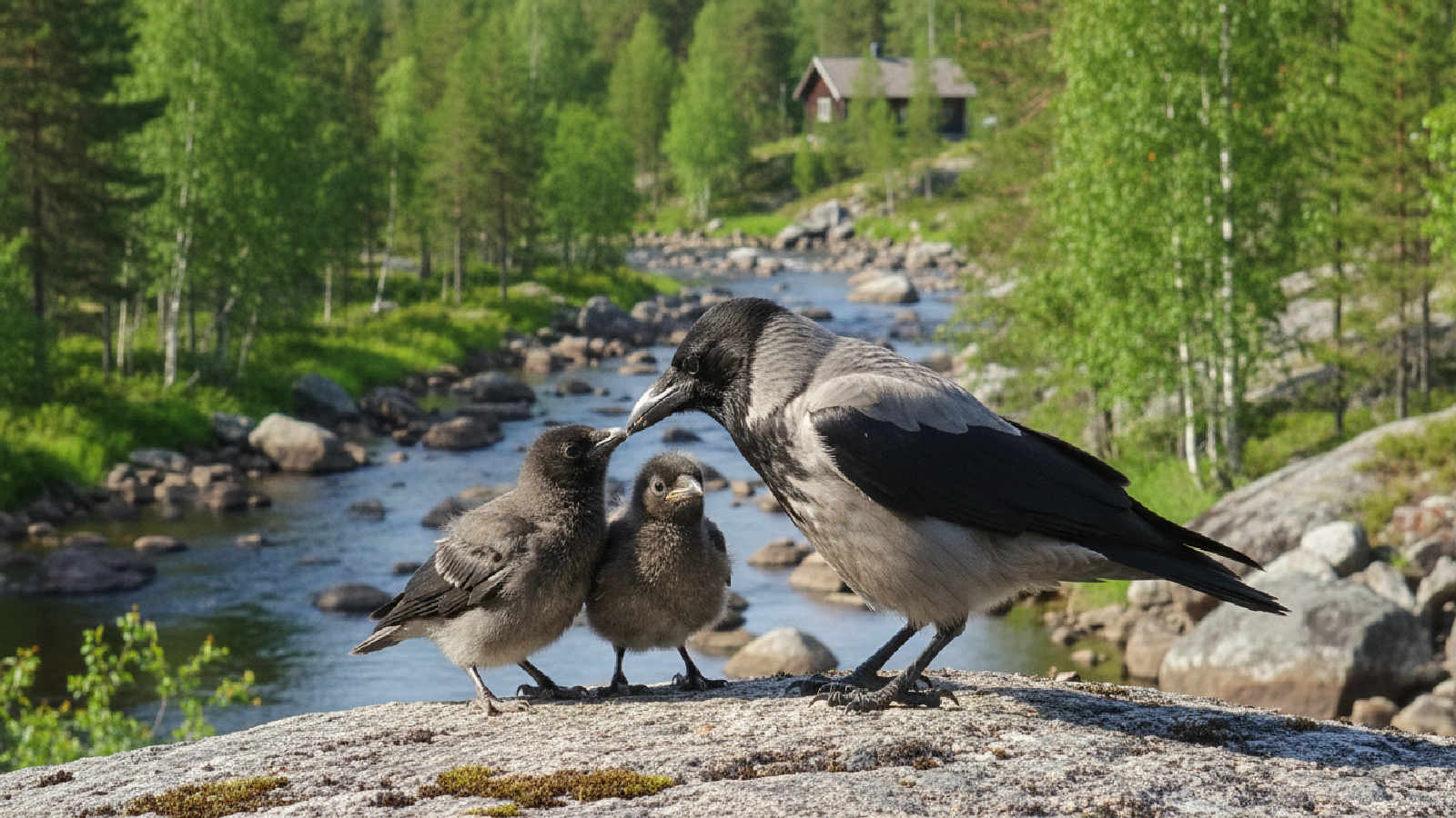 Kråka