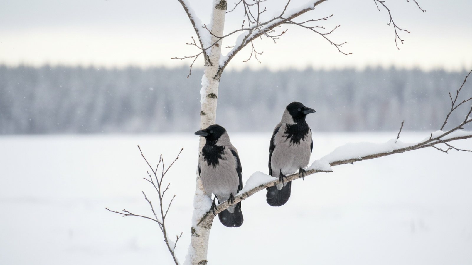 Kråka