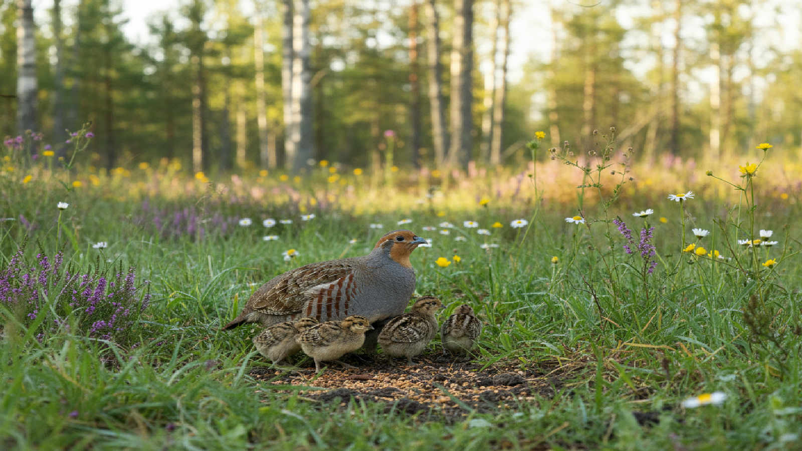 Rapphöna