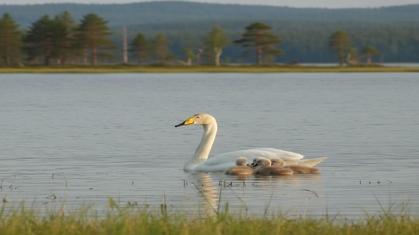 Sångsvan