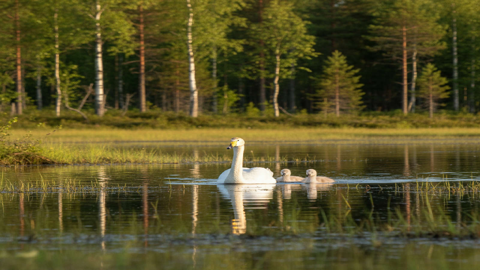 Sångsvan