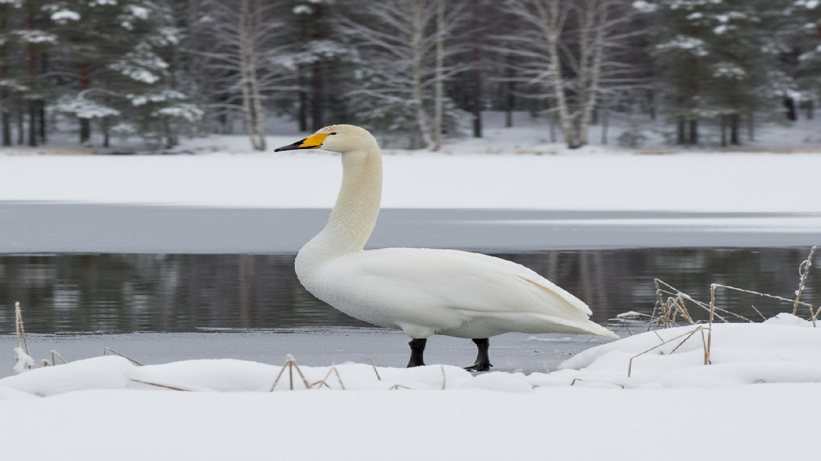 Sångsvan