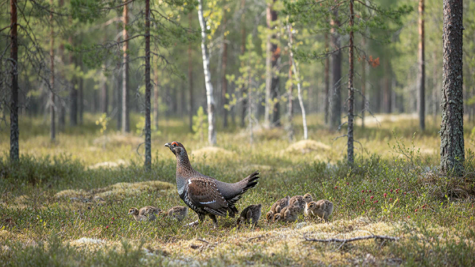 Tjäder