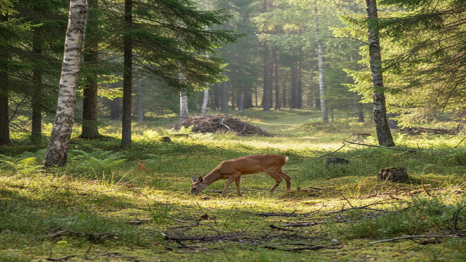 Habitat, biotopvård och viltanpassning
