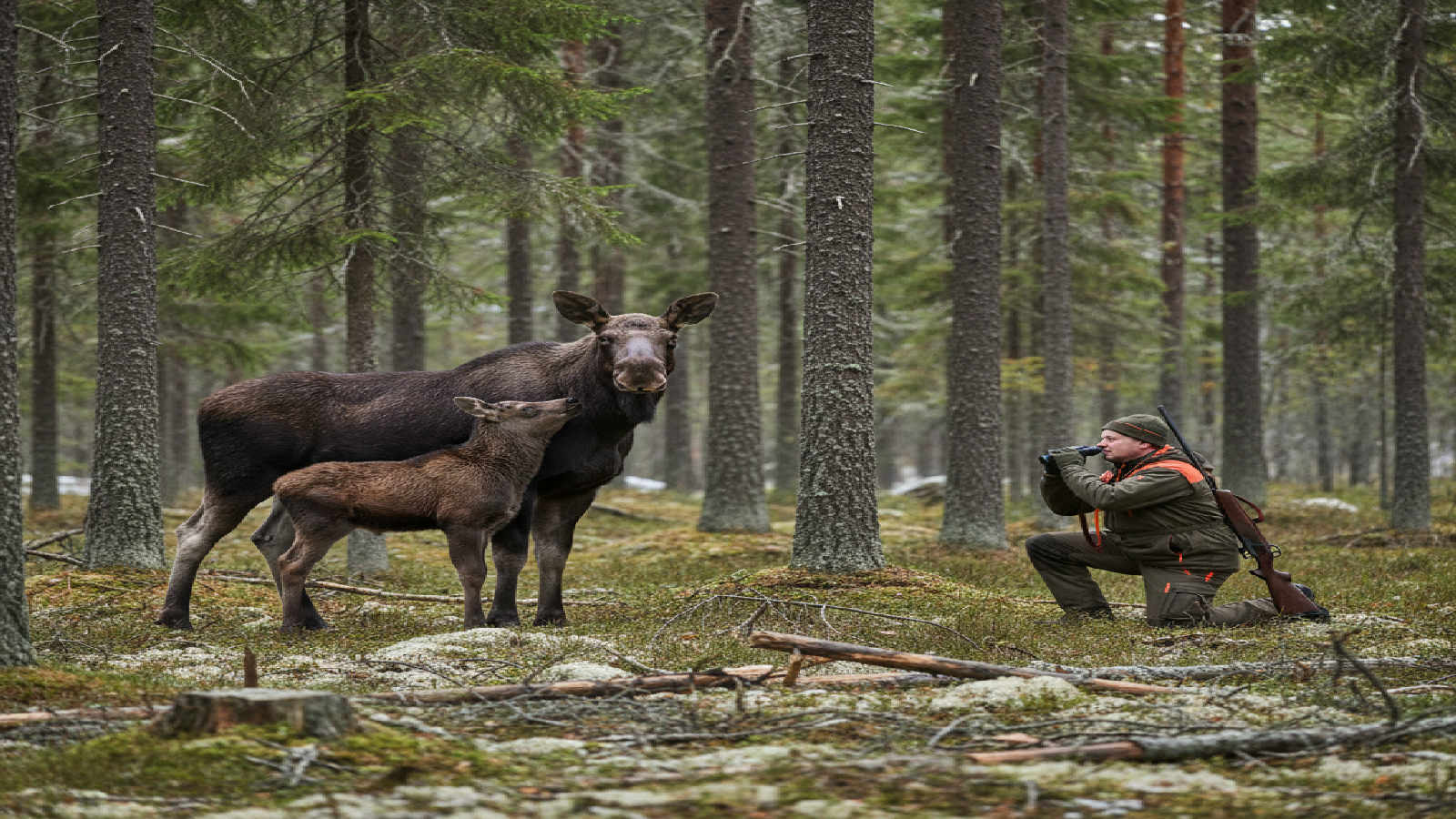 Populationsekologi och viltstammar