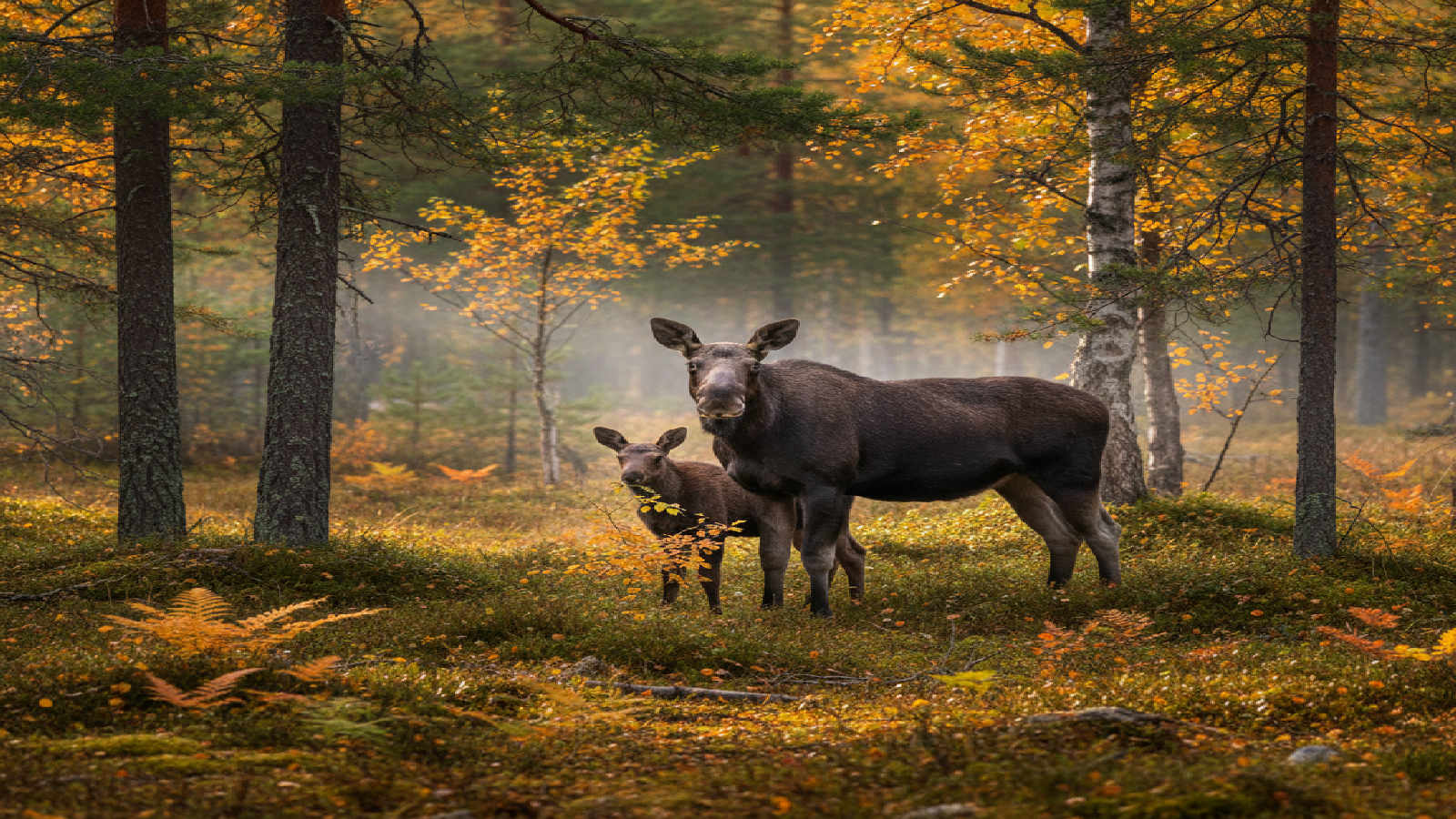 Jaktförordningen och jakttider