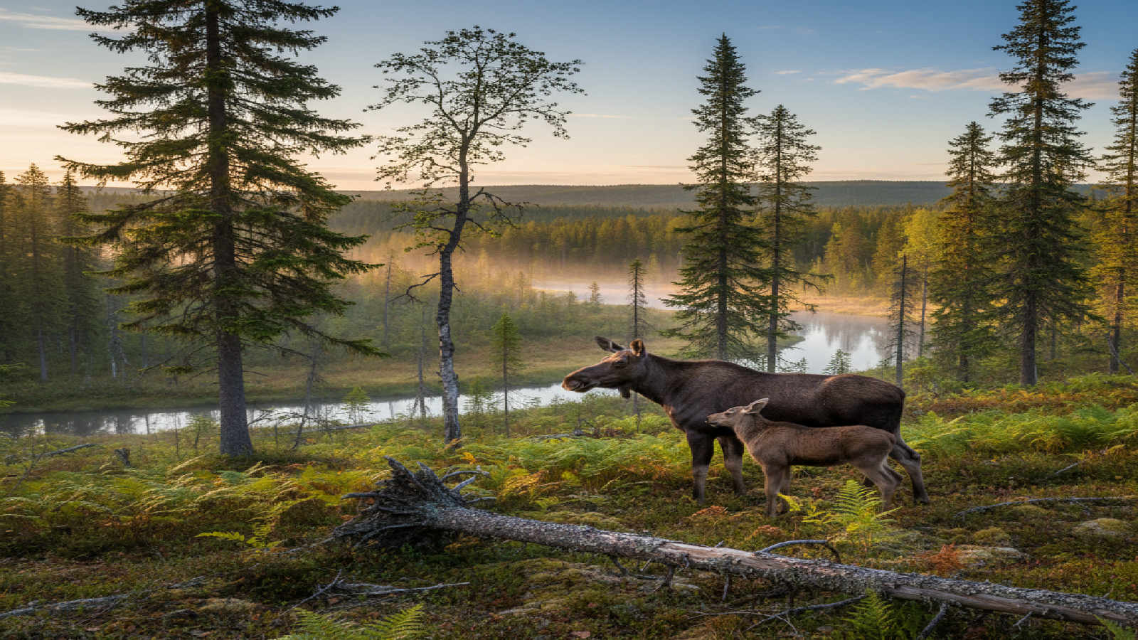 Älgjakt i praktiken