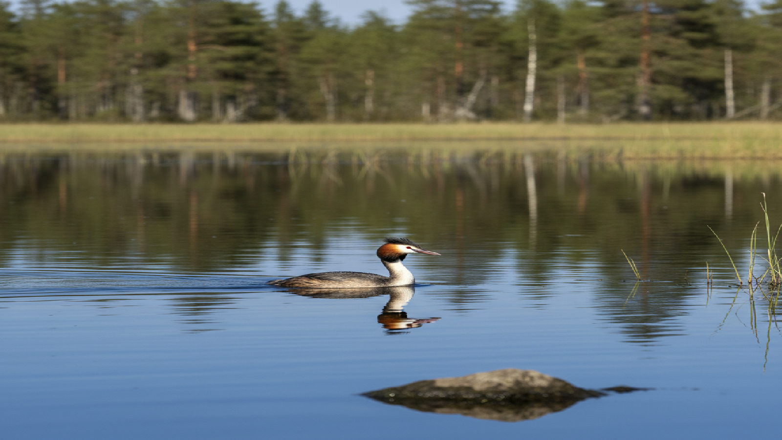 Skäggdopping