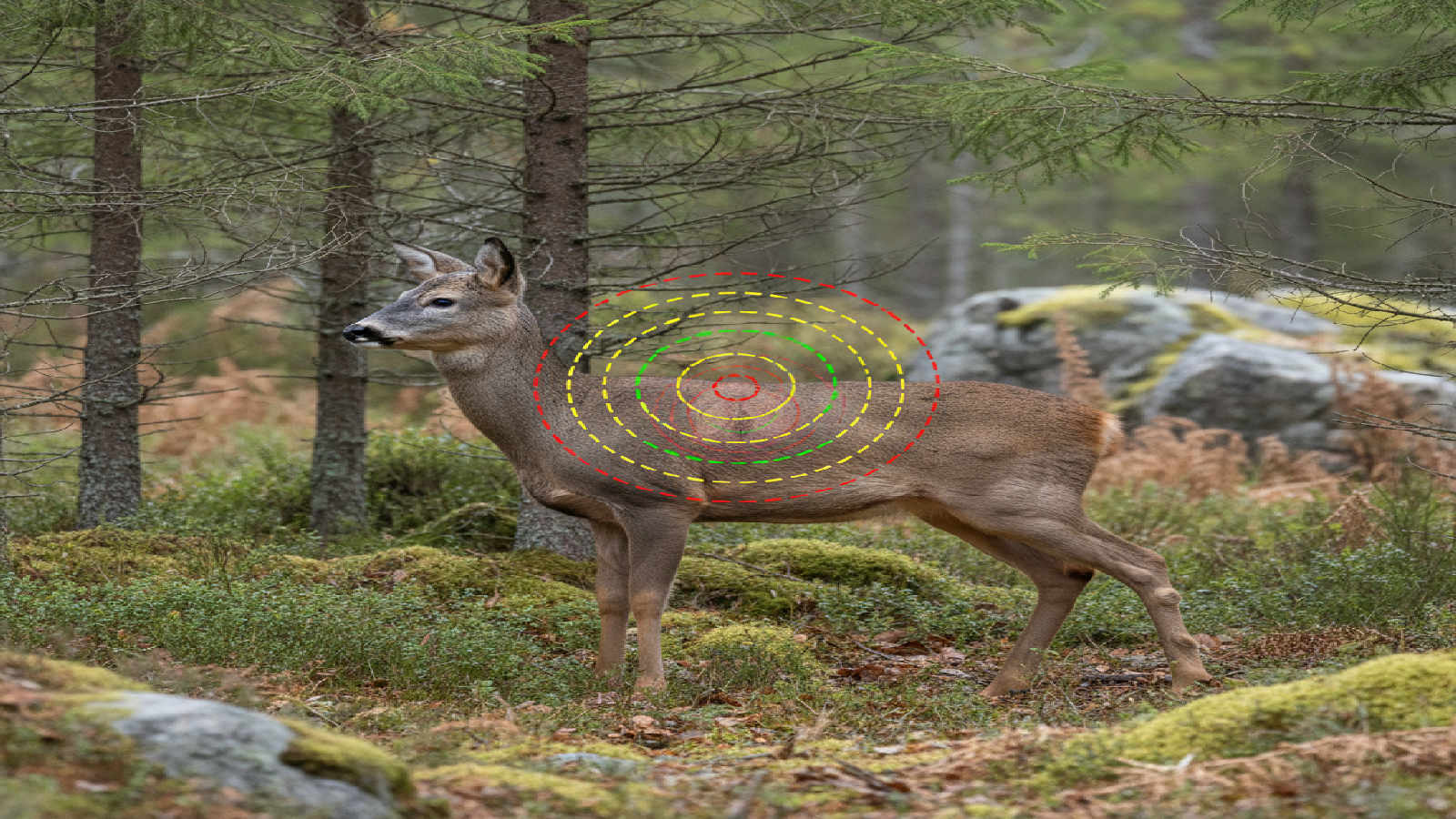 Viltträffbild och skottplacering